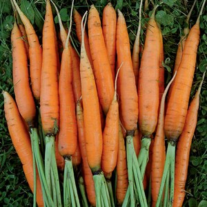 May include: A bunch of fresh, orange carrots with green tops. The carrots are arranged in a pile, with the tops extending out from the sides.