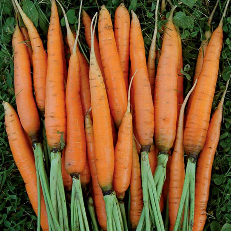 May include: A bunch of fresh, orange carrots with green tops. The carrots are arranged in a pile, with the tops extending out from the sides.