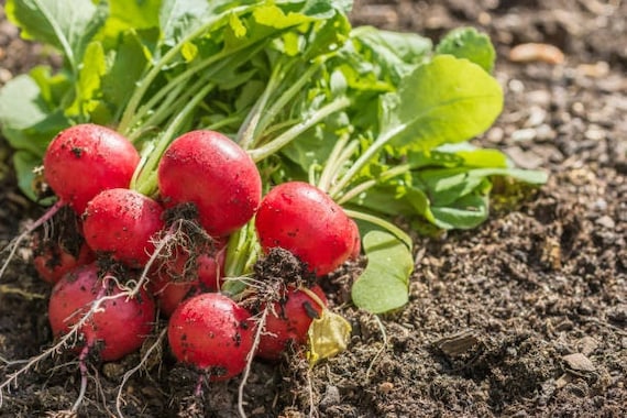 fertilizer plant near me Back to the Roots - Natural and Organic All-Purpose Plant Food