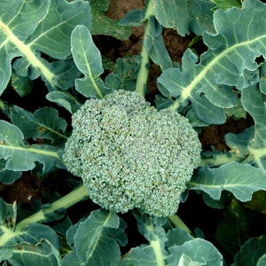 Broccoli Organic Seeds - Heirloom, Open Pollinated, Non GMO - Grow Indoors, Outdoors, In Pots, Grow Beds, Soil, Hydroponics & Aquaponics