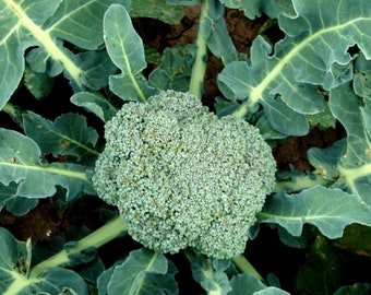 Broccoli Seeds - Organic, Heirloom, Open Pollinated, Non GMO - Grow Indoors, Outdoors, In Pots, Grow Beds, Soil, Hydroponics & Aquaponics