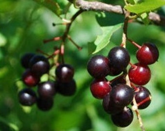 Black Cherry Seeds - Organic, Heirloom, Open Pollinated, Non GMO - Grow Indoors, Outdoors, In Pots, Grow Beds, Hydroponics & Aquaponics