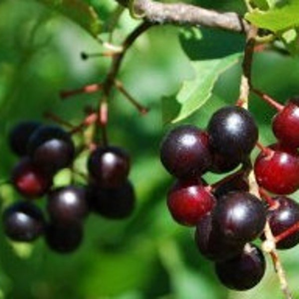 Semillas de cereza negra - Orgánicas, de variedad tradicional, de polinización abierta, sin OMG - Cultivo en interiores, exteriores, en macetas, camas de cultivo, hidroponía y acuaponía.