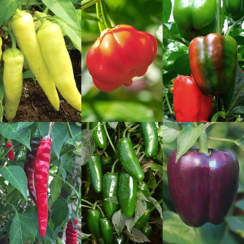 May include: A collection of six different types of peppers, including red, green, yellow, and purple. The peppers are all fresh and ripe, and they are arranged in a grid pattern.