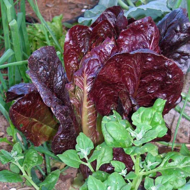 Red Romaine Lettuce Organic Seeds Heirloom, Open Pollinated, Non GMO Grow Indoors, Outdoors, In Grow Beds, Soil, Hydroponics, Aquaponics image 1