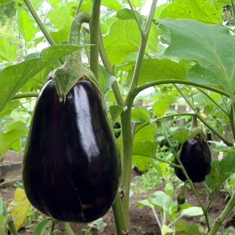 May include: Two large, dark purple eggplants hanging from a green eggplant plant. The eggplants are smooth and shiny.