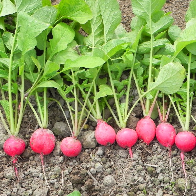 May include: Close-up of a row of pink radishes growing in a garden bed. The radishes are surrounded by green leaves and are ready to be harvested.