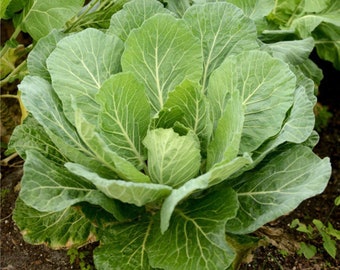 Collard Organic Seeds - Heirloom, Open Pollinated, Non GMO - Grow Indoors, Outdoors, In Pots, Grow Beds, Soil, Hydroponics & Aquaponics