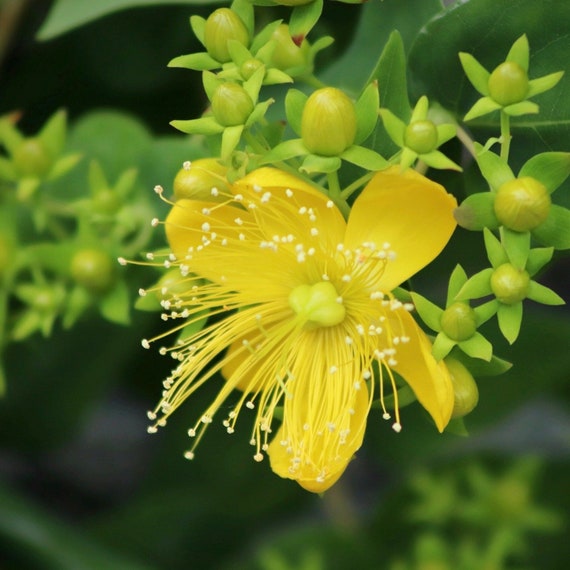 St. John’s Wort Seeds - Organic, Heirloom, Open Pollinated, Non GMO - Grow Indoors, Outdoors, In Pots, Grow Beds, Hydroponics & Aquaponics