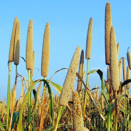 Millet Organic Seeds - Heirloom, Open Pollinated, Non GMO - Grow Indoors, Outdoors, In Pots, Grow Beds, Soil, Hydroponics & Aquaponics