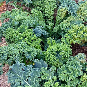 Puede incluir: Una vista de cerca de un campo de plantas de col rizada verde exuberante. Las hojas son grandes y tienen una textura arrugada.