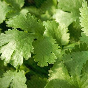 Puede incluir: Primer plano de hojas verdes frescas de cilantro.
