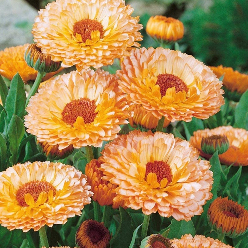 Pink Calendula Flower Seeds Grow Beautiful Flowers Indoors Etsy