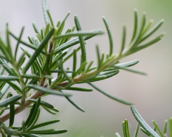 Rosemary Organic Seeds - Heirloom, Open Pollinated, Non GMO - Grow Indoors, Outdoors, In Pots, Grow Beds, Soil, Hydroponics & Aquaponics