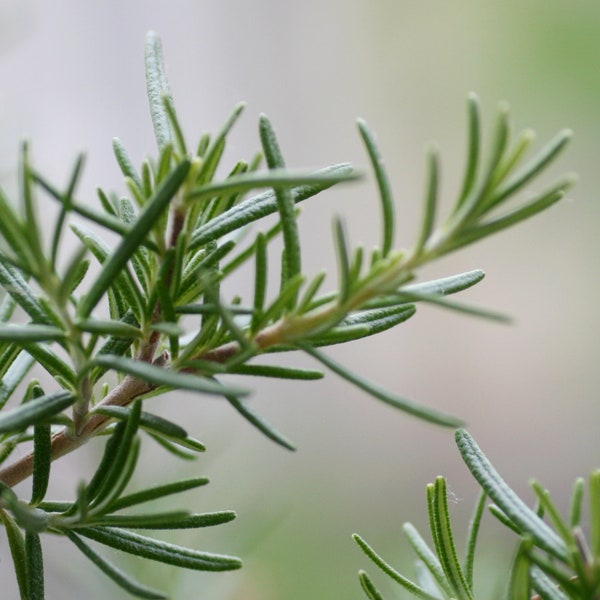 Rosemary Organic Seeds - Heirloom, Open Pollinated, Non GMO - Grow Indoors, Outdoors, In Pots, Grow Beds, Soil, Hydroponics & Aquaponics