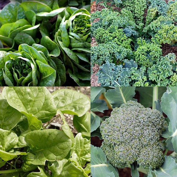 DIY grner Salat Bio-Saatgut Kit - Erbstck, offen bestubt, ohne GMO -  Wachsen drinnen, drauen, in Zuchtbeeten, Erde, Hydroponik und Aquaponik -  Etsy Schweiz