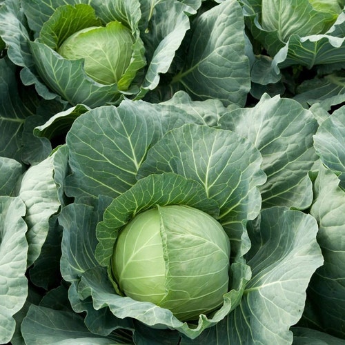 Cabbage Organic Seeds - Heirloom, Open Pollinated, Non GMO - Grow Indoors, Outdoors, In Pots, Grow Beds, Hydroponics & Aquaponics