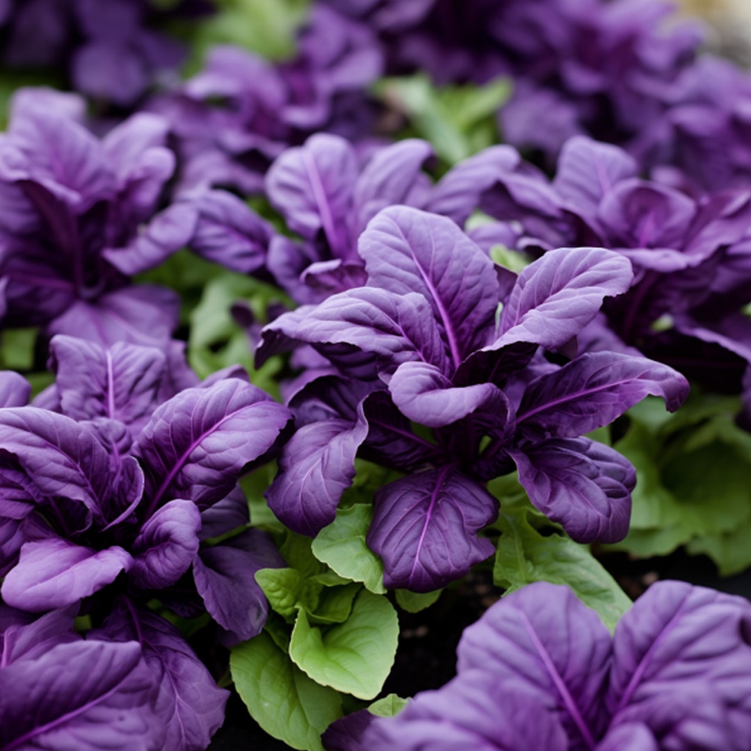 Purple Basil Seeds - Organic, Heirloom, Open Pollinated, Non GMO - Grow ...