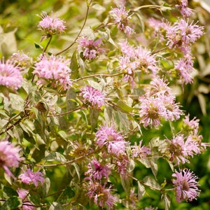 May include: Close-up of a cluster of pink bee balm flowers in full bloom. The flowers have a spiky, textured appearance and are surrounded by green and gray-green leaves. The image is well-lit, showcasing the details of the plant.