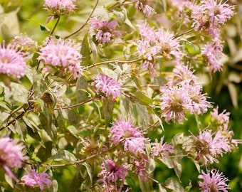 May include: Close-up of a cluster of pink bee balm flowers in full bloom. The flowers have a spiky, textured appearance and are surrounded by green and gray-green leaves. The image is well-lit, showcasing the details of the plant.
