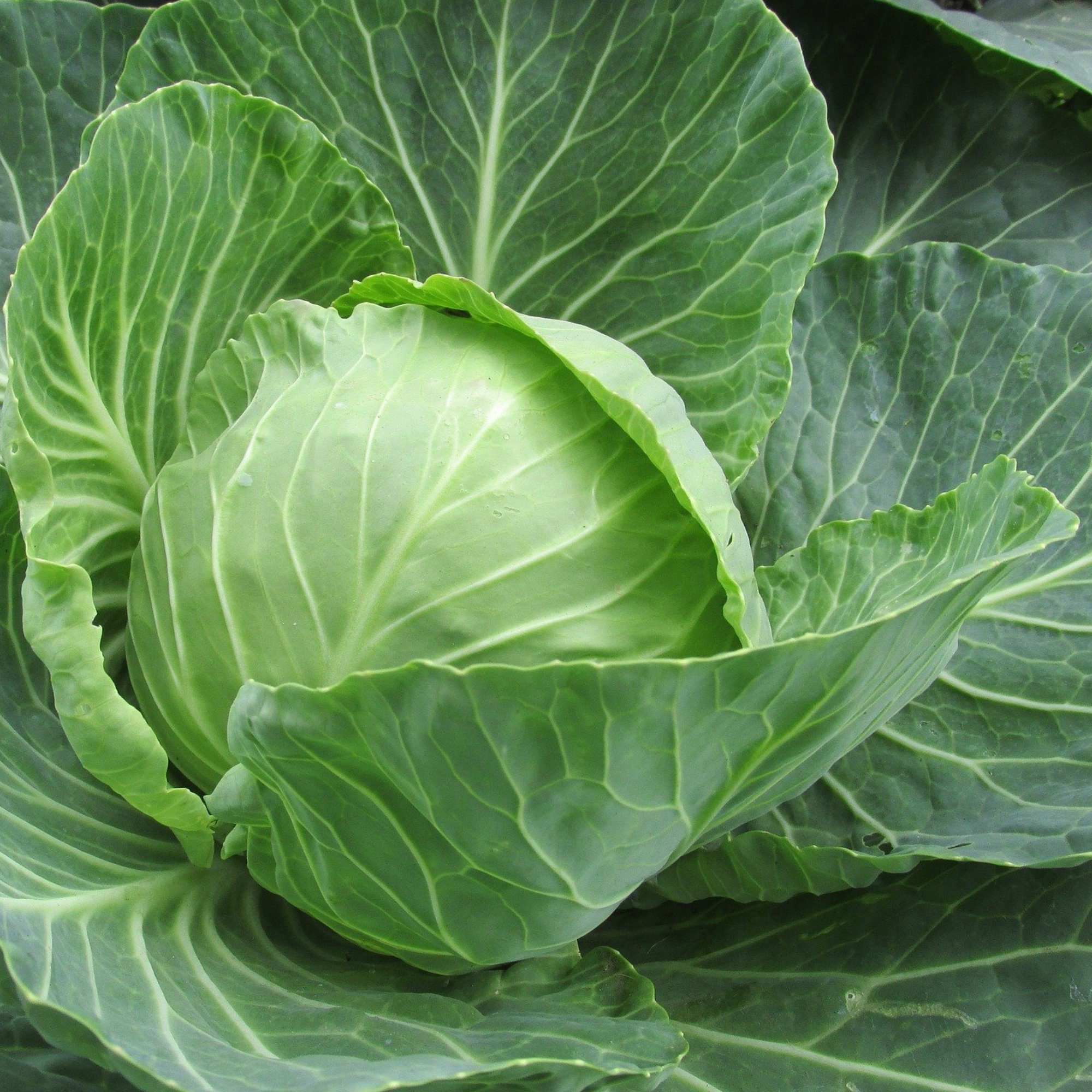 Cabbage Organic Seeds Heirloom Open Pollinated Non GMO Etsy