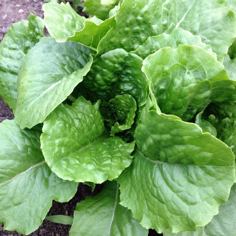 May include: A close-up of a head of green romaine lettuce with tightly packed leaves.