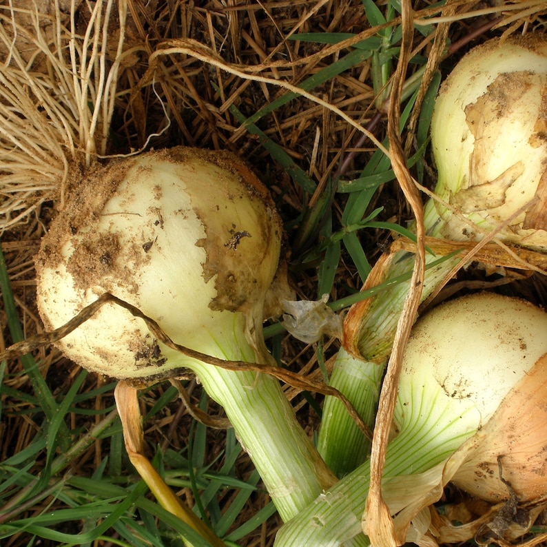 May include: Three white onions with green stalks and brown roots, lying on a bed of brown straw and green grass.