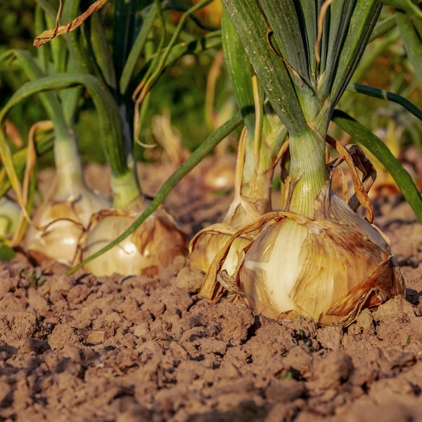 Yellow Onion Organic Seeds - Heirloom, Open Pollinated, Non GMO - Grow Indoors, Outdoors, In Pots, Grow Beds, Soil, Hydroponics & Aquaponics