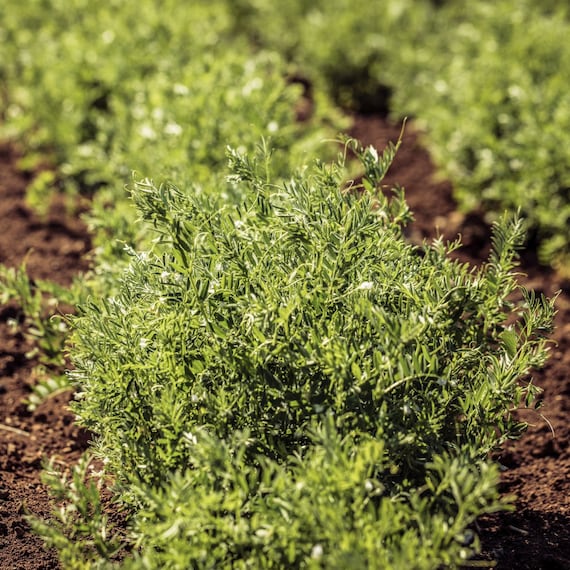 Lentil Seeds - Organic, Heirloom, Open Pollinated, Non GMO - Grow Indoors, Outdoors, In Pots, Grow Beds, Soil, Hydroponics & Aquaponics