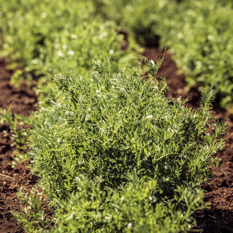May include: A close-up view of a field of green pea plants growing in rows. The plants are lush and healthy, with vibrant green leaves.