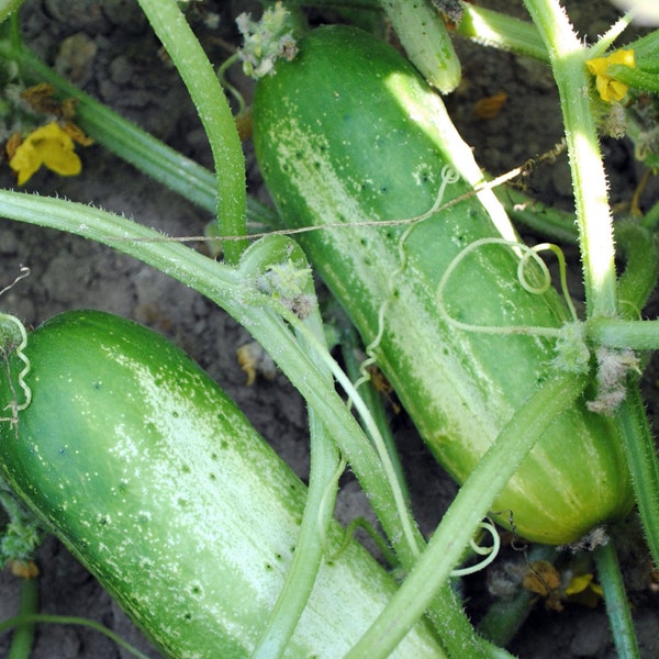 Cucumber Organic Seeds - Heirloom, Open Pollinated, Non GMO - Grow Indoors, Outdoors, In Pots, Grow Beds, Soil, Hydroponics & Aquaponics