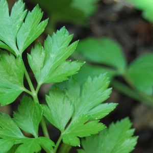 Peterseliezaden - biologisch, erfstuk, open bestoven, niet genetisch gemodificeerd - binnen, buiten, in potten, kweekbedden, aarde, hydrocultuur en aquacultuur