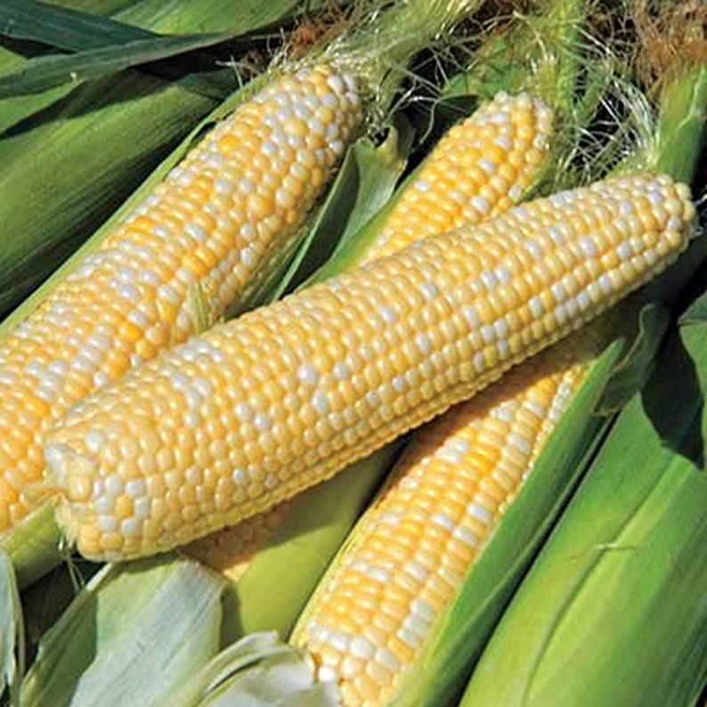 corn organic seeds heirloom open pollinated non gmo grow