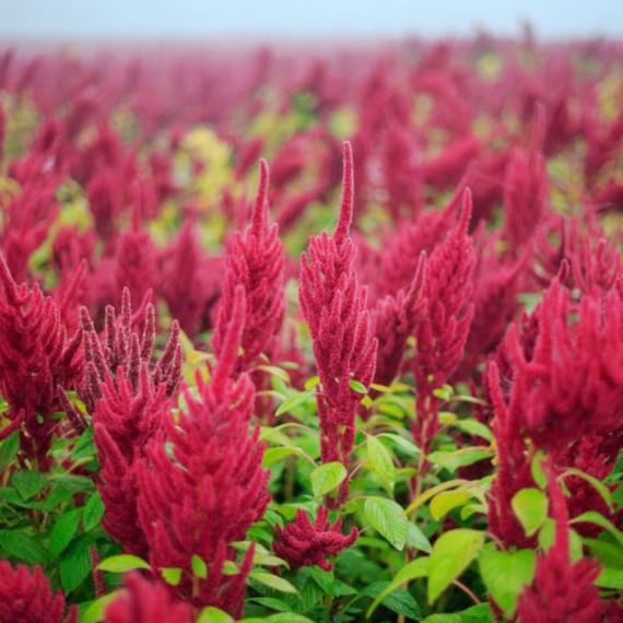 Amaranth Seeds - Organic, Heirloom, Open Pollinated, Non GMO - Grow Indoors, Outdoors, In Pots, Grow Beds, Soil, Hydroponics & Aquaponics