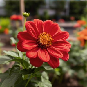 Red Mexican Sunflower Seeds - Grow Beautiful Flowers Indoors, Outdoors, In Pots, Grow Beds, Soil, Hydroponics & Aquaponics