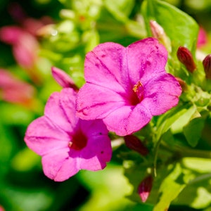 May include: Close-up of two vibrant pink flowers with dew drops, set against a backdrop of green foliage. The flowers have a star-like shape with prominent petals and a yellow center. The image captures the natural beauty of the blooms.