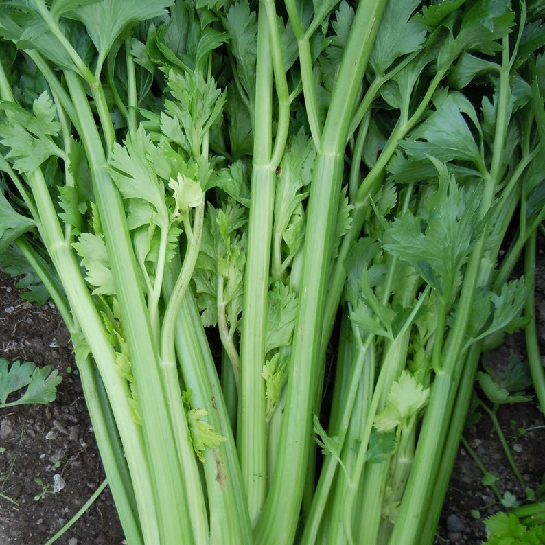 Celery Organic Seeds Heirloom Open Pollinated Non GMO Etsy