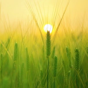 Nasiona Kamut - organiczne, tradycyjne, zapylane otwarcie, bez GMO - uprawiaj w pomieszczeniach, na zewnątrz, w doniczkach, na grządkach, w glebie, hydroponika i akwaponika