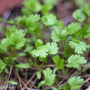 Puede incluir: Primer plano de un grupo de plantas de cilantro verde creciendo en el suelo. Las plantas tienen hojas delicadas y plumosas y est&aacute;n en diferentes etapas de crecimiento.