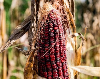 Semillas de maíz rojo - Orgánicas, de variedad tradicional, de polinización abierta, sin OMG - Cultivo en interiores, exteriores, en macetas, camas de cultivo, hidroponía y acuaponía.