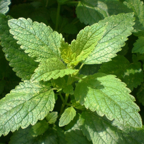 Lemon Balm Organic Seeds - Heirloom, Open Pollinated, Non GMO - Grow Indoors, Outdoors, In Pots, Grow Beds, Soil, Hydroponics & Aquaponics