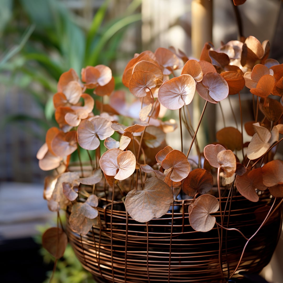 Money Plant Flower Seeds Grow Beautiful Flowers Indoors, Outdoors, in