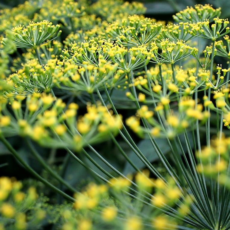 Dill Bouquet Organic Seeds Heirloom, Open Pollinated, Non GMO Grow Indoors, Outdoors, In Pots, Grow Beds, Soil, Hydroponics & Aquaponics image 2