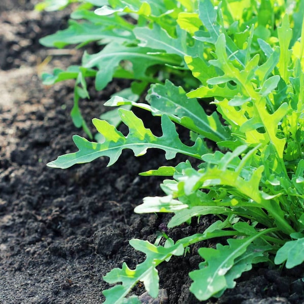 Organiczne nasiona rukoli - dziedzictwo, zapylane metodą otwartą, bez GMO - rosną w pomieszczeniach, na zewnątrz, w doniczkach, na grządkach, w glebie, hydroponika i akwaponika