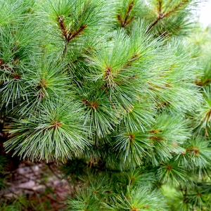 White Pine Tree Seeds - Heirloom, Open Pollinated, Non GMO - Grow Outdoors, In Pots, Grow Beds, Soil, Hydroponics & Aquaponics