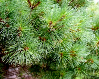 White Pine Tree Seeds - Heirloom, Open Pollinated, Non GMO - Grow Outdoors, In Pots, Grow Beds, Soil, Hydroponics & Aquaponics