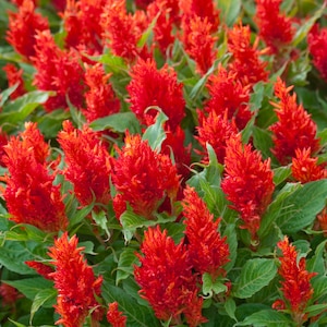 Op de afbeelding: Een close-up van een groep felrode Celosia-bloemen. De bloemen zijn gerangschikt in een dicht, gevederd patroon, wat een levendig en kleurrijk beeld creëert.