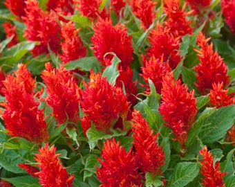 Red Celosia Flower Seeds - Grow Beautiful Flowers Indoors, Outdoors, In Pots, Grow Beds, Soil, Hydroponics & Aquaponics