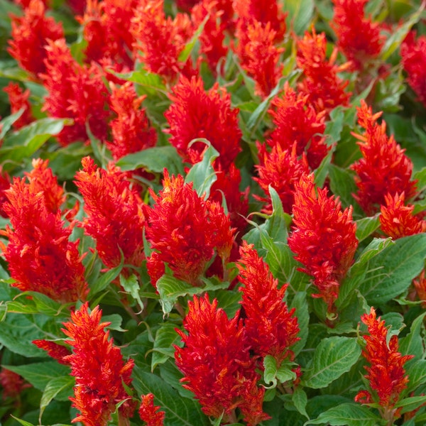 Red Celosia Flower Seeds - Grow Beautiful Flowers Indoors, Outdoors, In Pots, Grow Beds, Soil, Hydroponics & Aquaponics