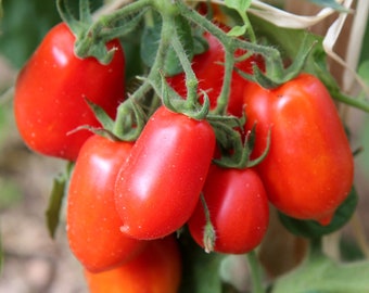 Roma Tomato Seeds - biologisch, erfstuk, open bestoven, non-ggo - kweek binnen, buiten, in potten, kweekbedden, aarde, hydrocultuur en aquacultuur